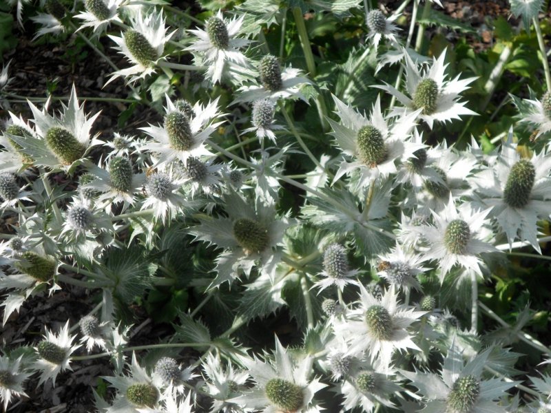 Eryngium giganteum 'Silver Ghost' hiid-ogaputk