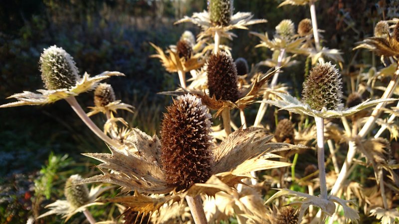 Eryngium giganteum 'Silver Ghost'  Синеголовник гигантский