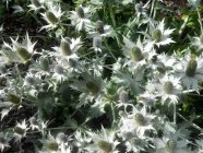 Eryngium giganteum 'Silver Ghost'  Синеголовник гигантский