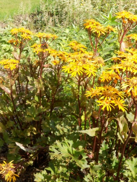 Ligularia  'Osiris Cafe Noir' Nauhus