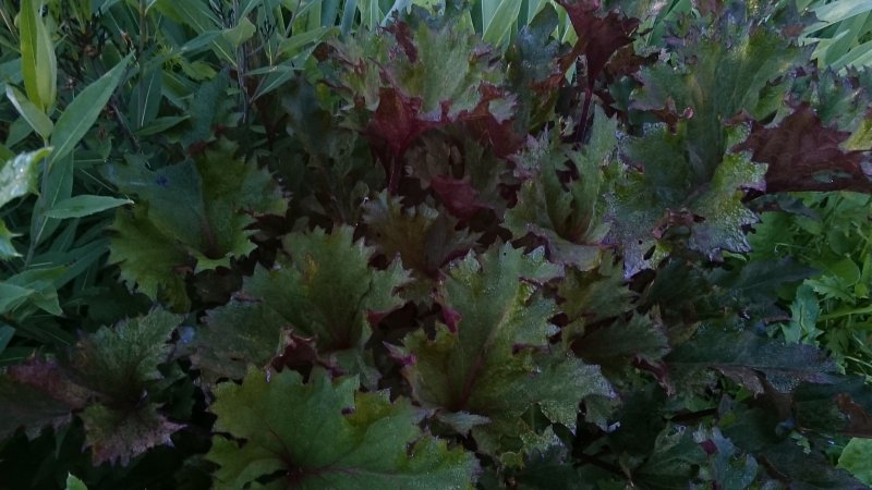 Ligularia 'Osiris Cafe Noir'