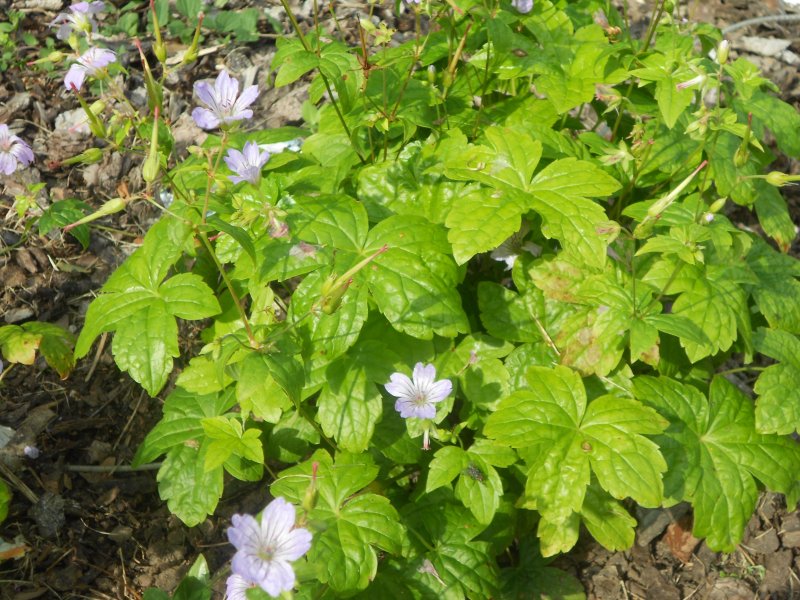 Geranium nodosum