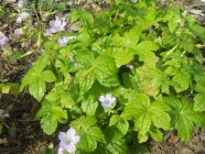 Geranium nodosum Sõlmine kurereha