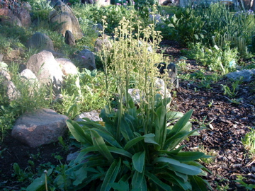 Saxifraga pennsylvanica Камнеломка