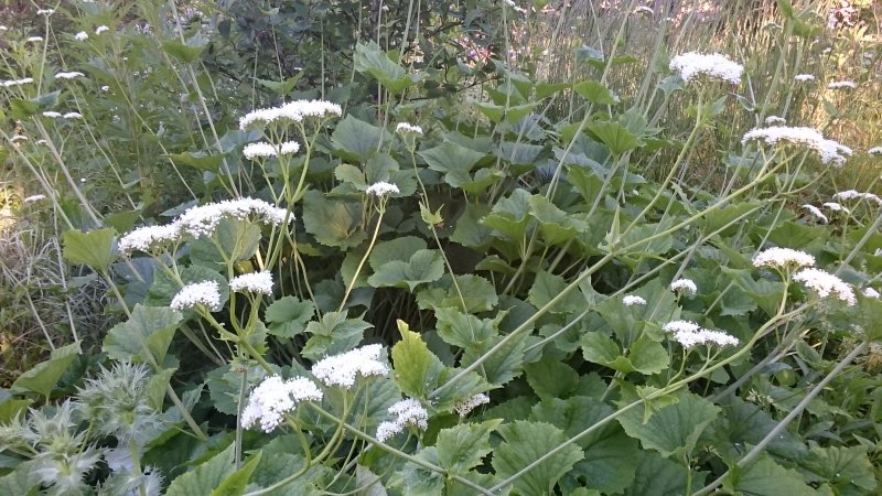 Valeriana alliariifolia kõdrikulehine palderjan