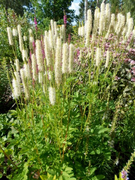 Sanguisorba canadensis Kanada punanupp