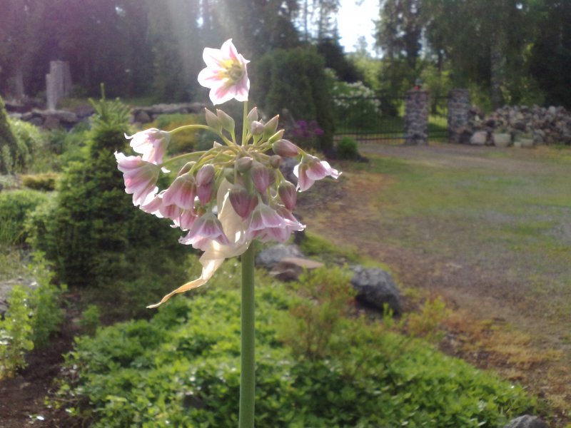 Allium tripedale   Pärsia mesilauk