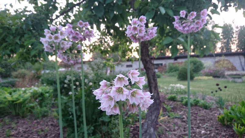 Allium tripedale   Pärsia mesilauk