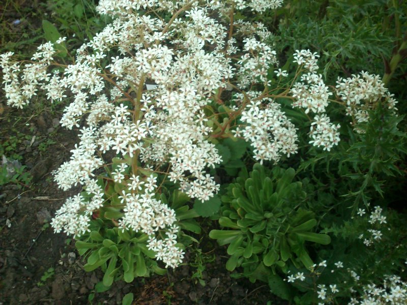 Saxifraga cotyledon