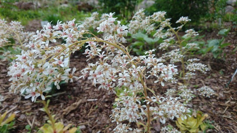 Saxifraga cotyledon Камнеломка