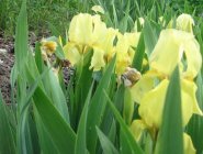 Iris pumila Ирис низкий