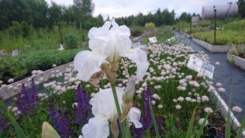 Iris x germanica ‘Immortality’ aediiris