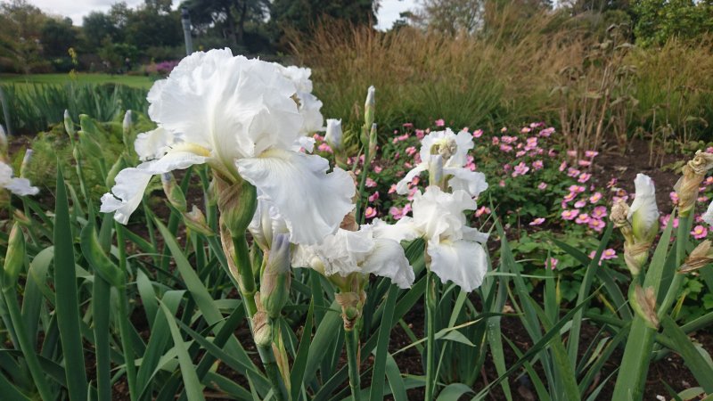 Iris x germanica ‘Immortality' Ирис германский