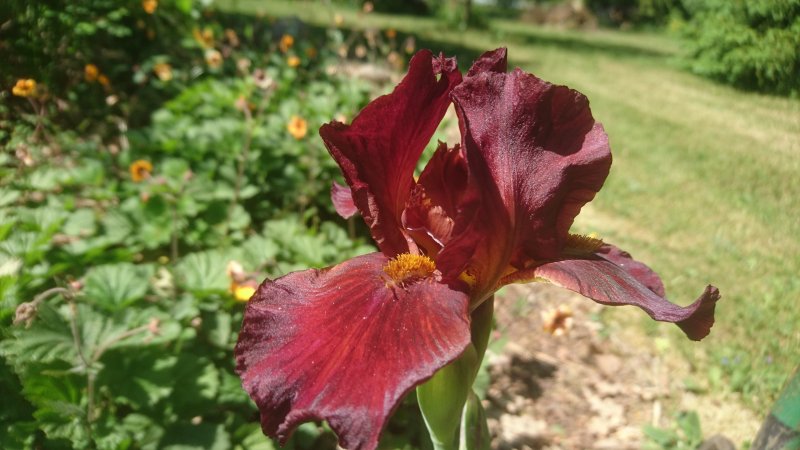 Iris x germanica ’Fabulous Jeanette’ iiris