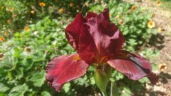 Iris x germanica ’Fabulous Jeanette’ Ирис