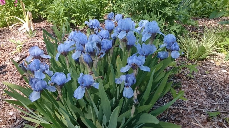 Iris x germanica ’Blue Denim’ Kurjenmiekka