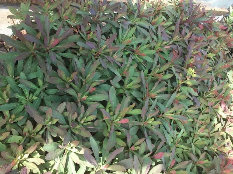 Euphorbia amygdaloides 'Purpurea' mandel-piimalill
