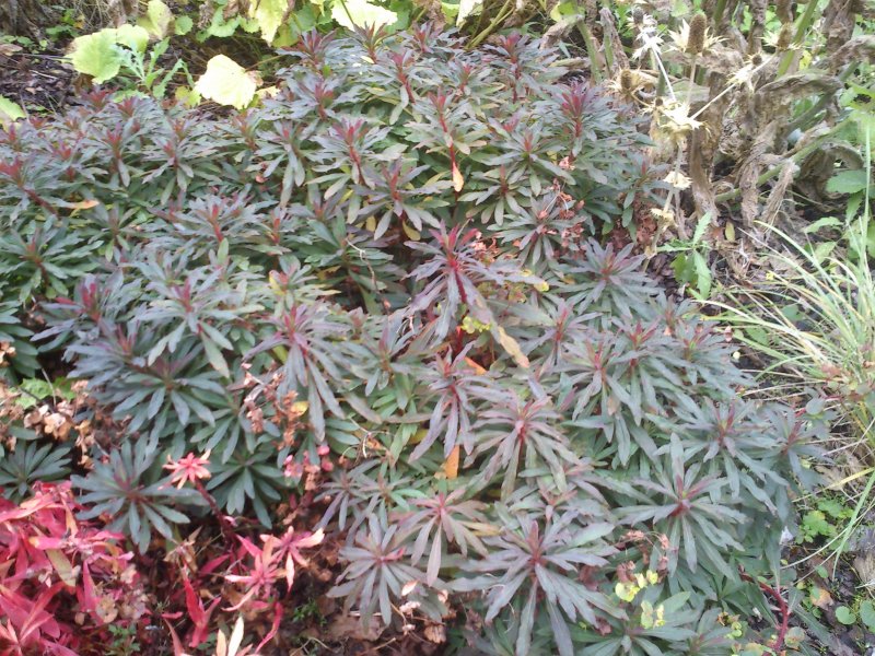 Euphorbia amygdaloides 'Purpurea' mandel-piimalill