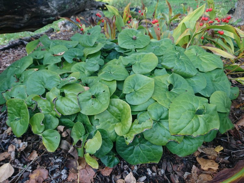 Asarum caudatum  British Columbia wildginger