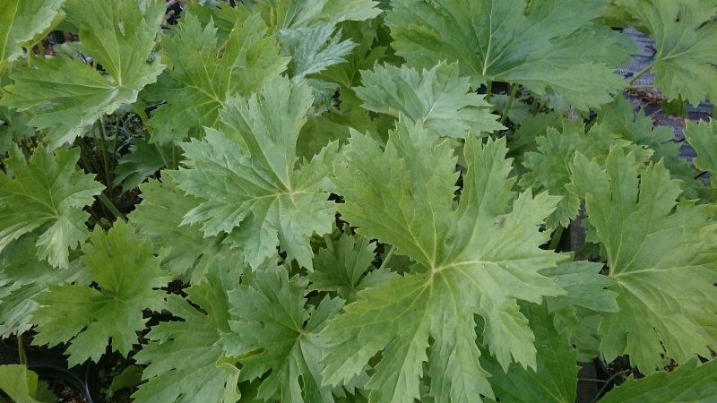 Ligularia x palmatiloba