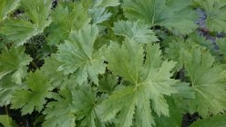 Ligularia x palmatiloba Nauhus