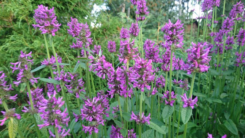 Betonica officinalis (Stachys monieri) 'Hummelo'