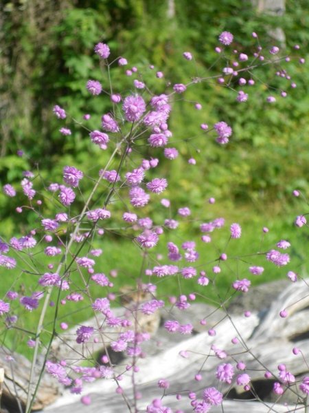 Thalictrum delavayi 'Hewitt's Double' Delavay ängelhein