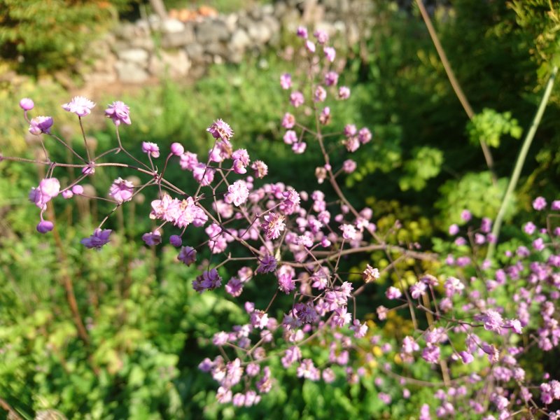 Thalictrum delavayi 'Hewitt's Double' Ängelmä