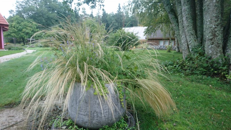 Stipa tenuissima 'Pony Tails'