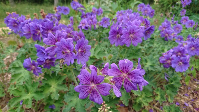 Geranium x magnificum 'Rosemoor' Tore kurereha