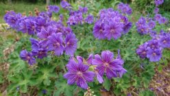 Geranium x magnificum 'Rosemoor' Герань великолепная