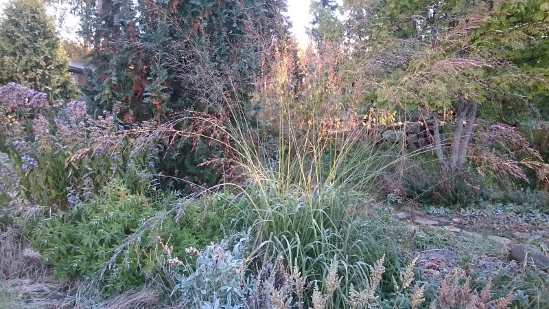 Molinia arundinacea 'Transparent' Isosiniheinä