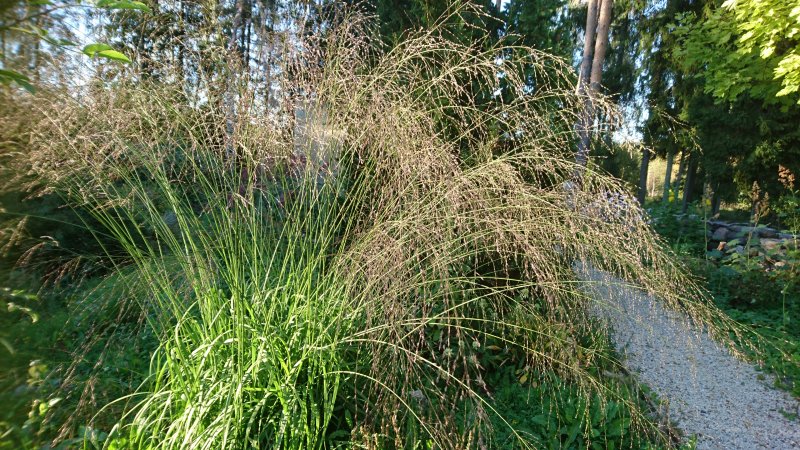 Molinia arundinacea 'Transparent' Молиния голубая