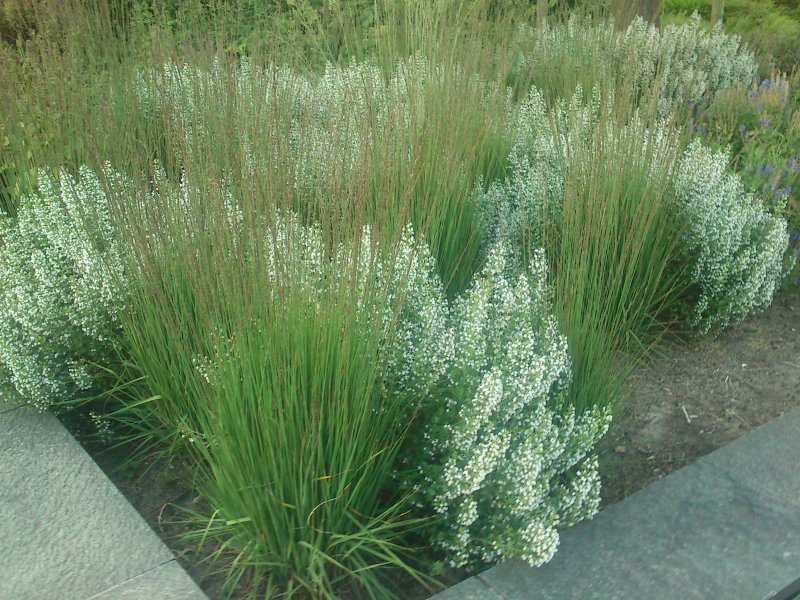 Molinia caerulea 'Moorhexe' Молиния голубая