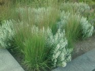 Molinia caerulea 'Moorhexe' Purple moor grass