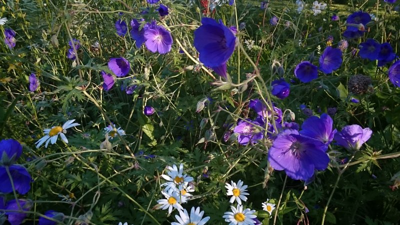 Geranium 'Orion' Герань