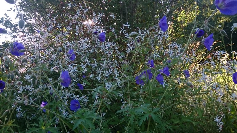 Geranium 'Orion'