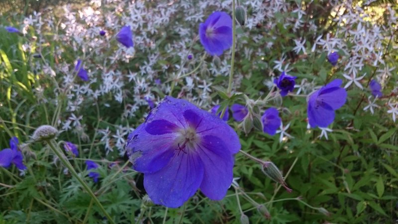 Geranium 'Orion' Герань