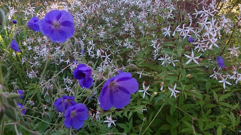 Geranium 'Orion' Kurjenpolvi