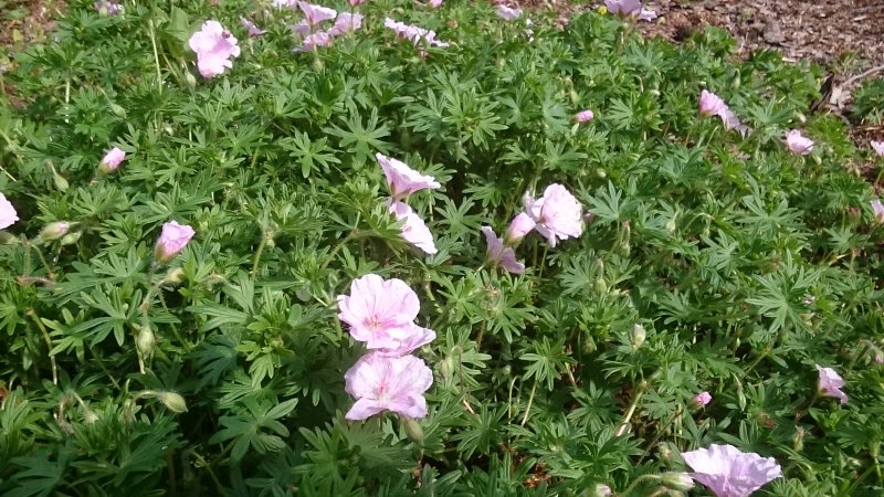 Geranium sanguineum subs Striatum