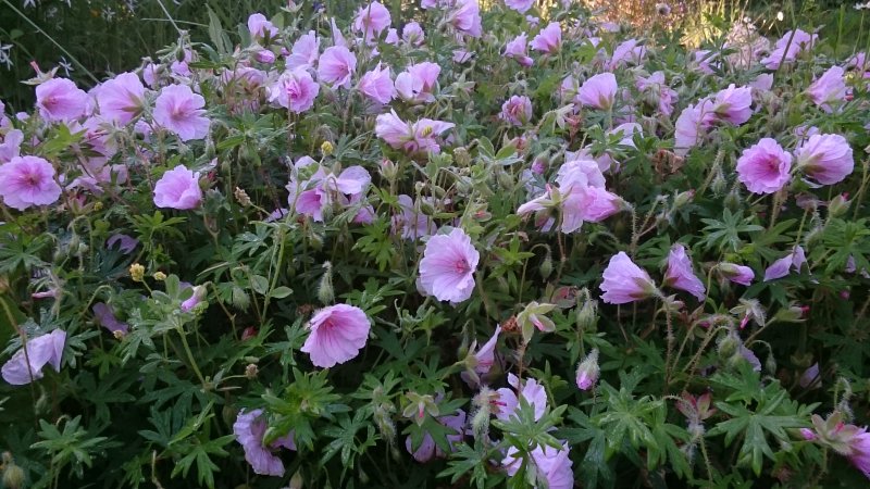 Geranium sanguineum subs Striatum Гера́нь крова́во-кра́сная