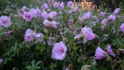 Geranium sanguineum subs Striatum Neidonkurjenpolvi