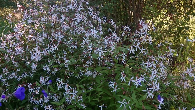 Gillenia trifoliata kolmelehine piiskenelas