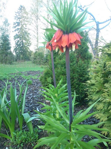 Fritillaria imperialis 'Rubra Maxima' Keisarinpikarililja