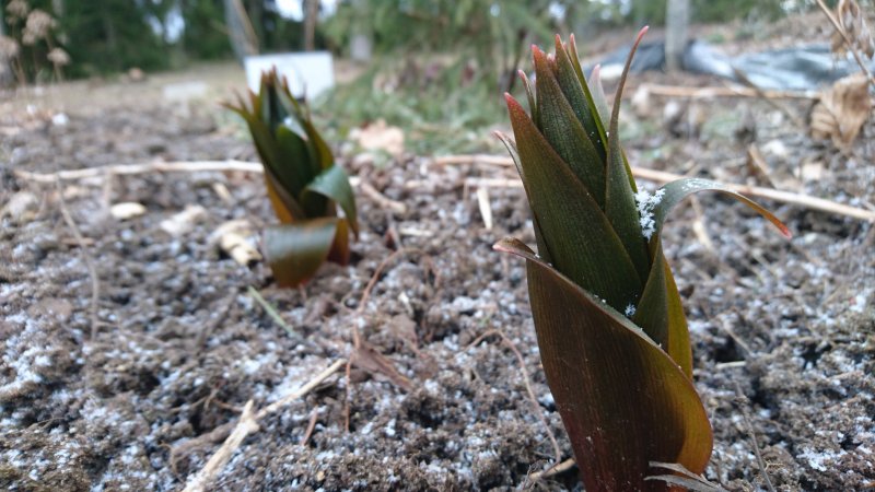 Fritillaria imperialis 'Rubra Maxima' Рябчик императорский