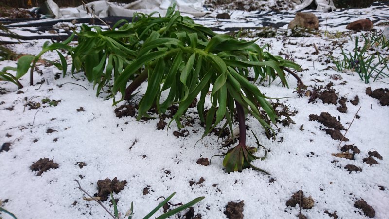 Fritillaria imperialis 'Rubra Maxima' Рябчик императорский