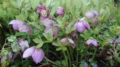 Helleborus orientalis Морозник восточный