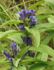 Gentiana cruciata südame-emajuur