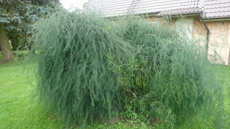 Asparagus officinalis Спаржа лекарственная