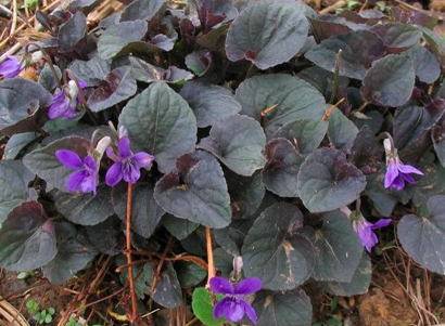 Viola labradorica (V. riviniana Purpurea Group)  Purppuraorvokki